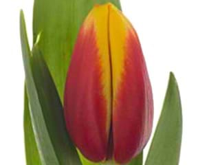 Τουλίπες Andre Citroen