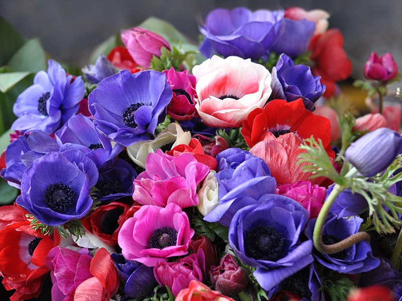 Anemone