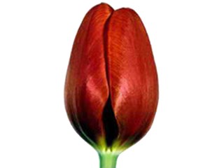 Τουλίπες Annie