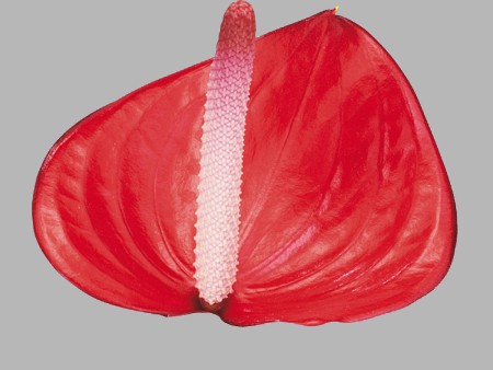 Ανθούρια Cerilla