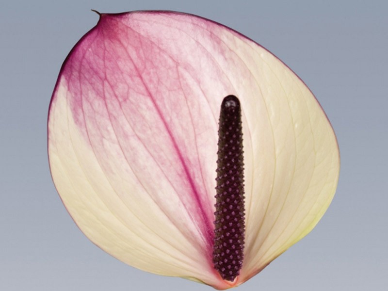 Ανθούρια Maxima Violet