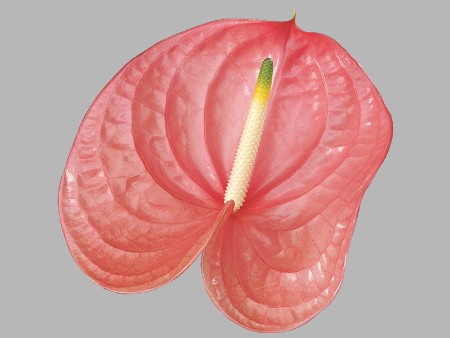 Ανθούρια Rosa