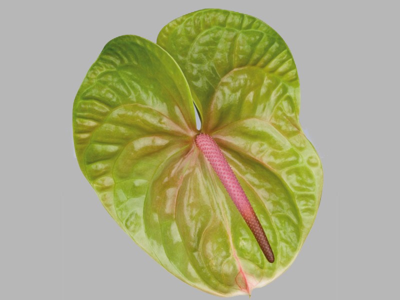 Verino