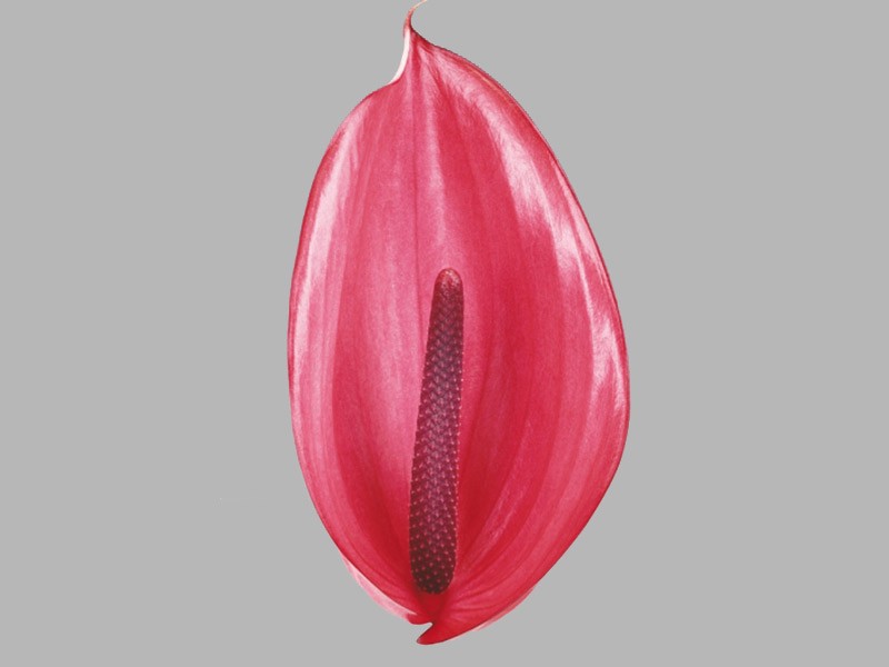 Xavia