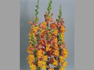 Antirrhinum Animation Orange