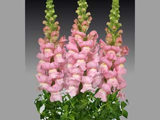 Antirrhinum Animation Pink