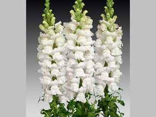 Antirrhinum Animation White