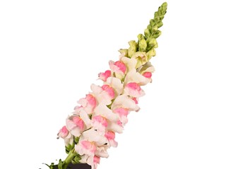 Σκυλάκι Animation Opus Apple