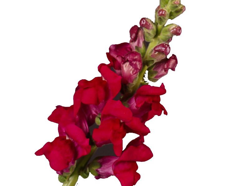 Σκυλάκι Potomac Royal Red