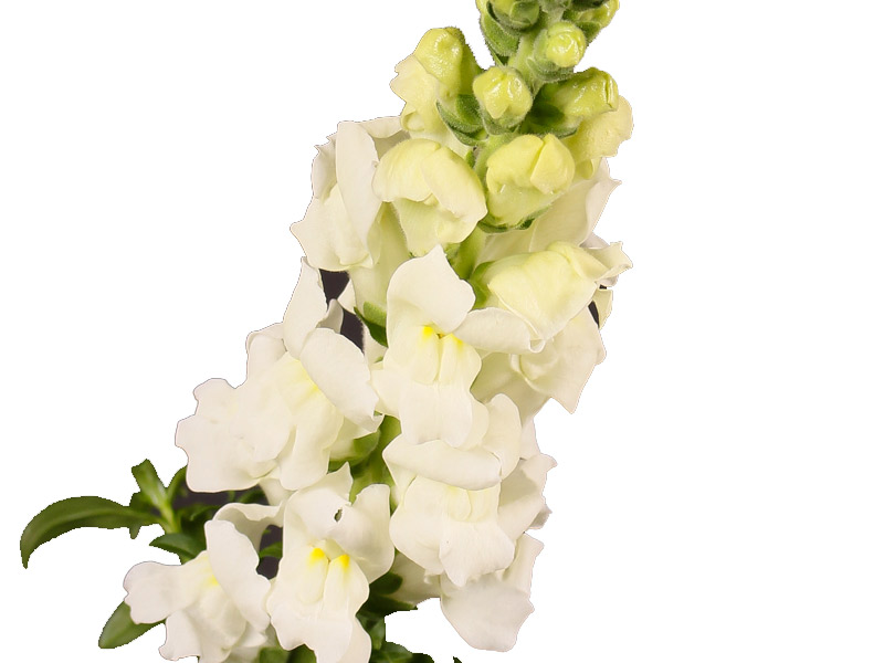 Antirrhinum Animation White