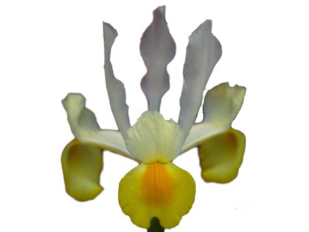 Iris Apollo