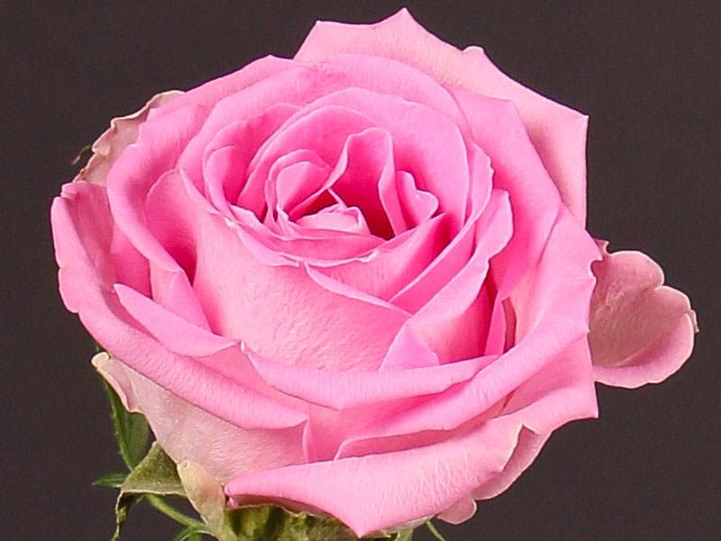 Rosa Aqua