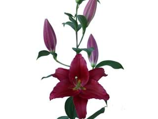 Lilium Or Arabian Lady