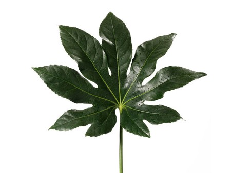 Aralia