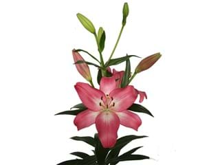 Lilium Az Arbatax