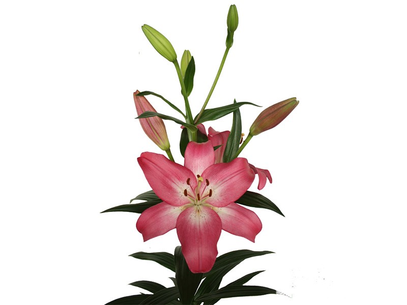 Lilium Az Arbatax
