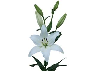 Lilium Az Arcahom