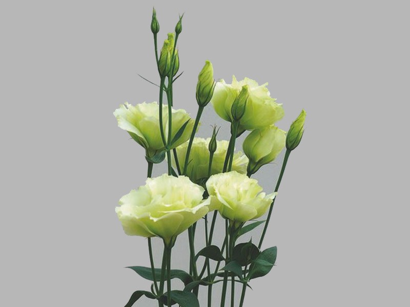 Eustoma Arena Green