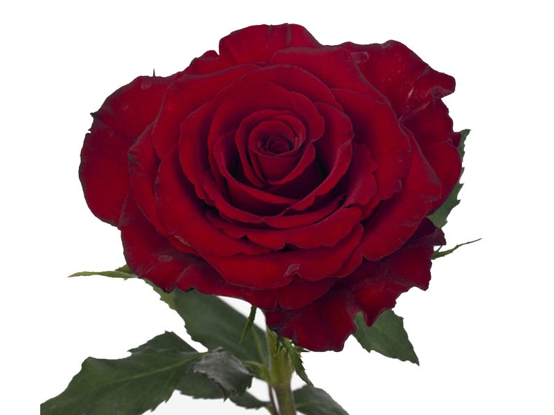 Rosa Asante