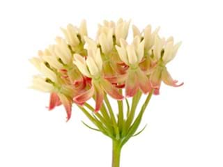 Ασκληπιάς Cream