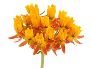 Asclepias Tuberosa