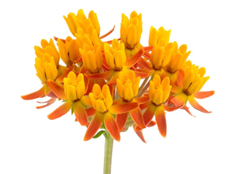 Asclepias Tuberosa