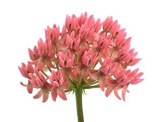 Ασκληπιάς Pink