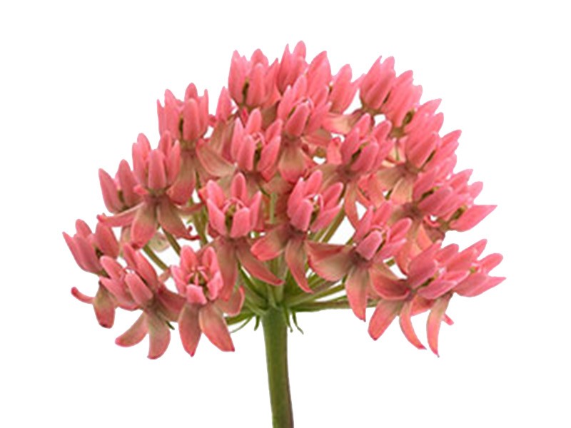 Ασκληπιάς Pink