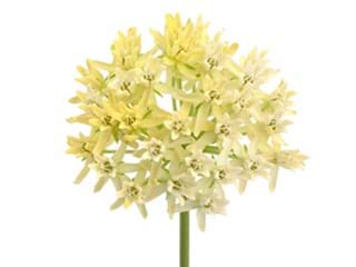 Ασκληπιάς White