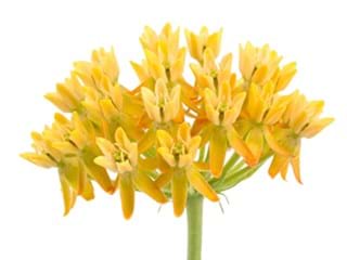 Ασκληπιάς Yellow