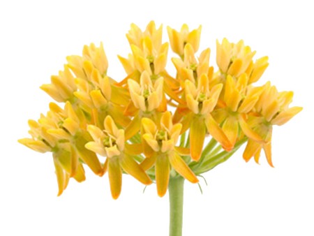 Ασκληπιάς Yellow