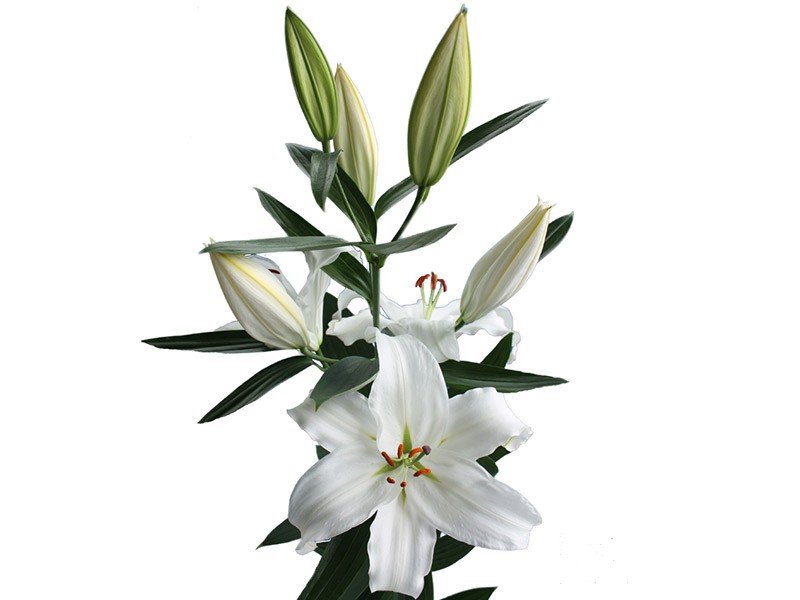 Lilium Or Asterian