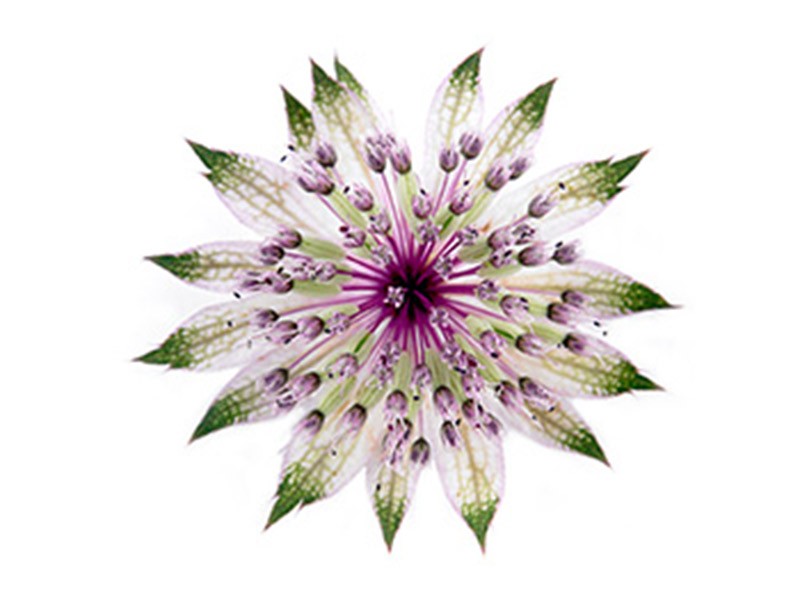 Astrantia Africa
