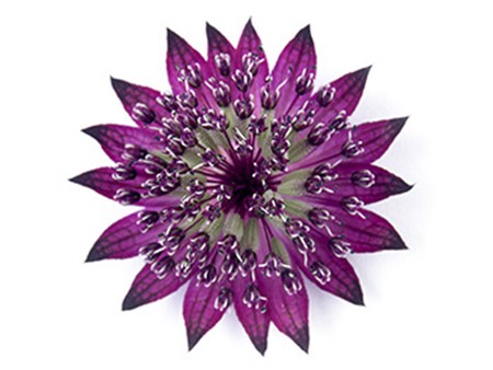 Astrantia Fire