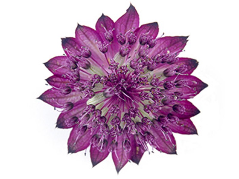Astrantia Love