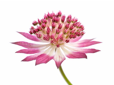 Astrantia Rood