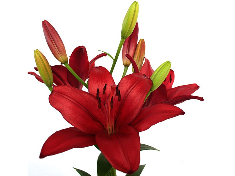 Lilium Az Atacama