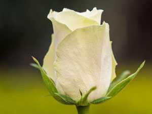 Rosa Athena