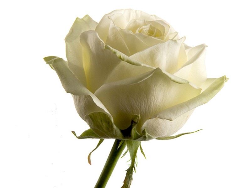 Rosa Avalanche