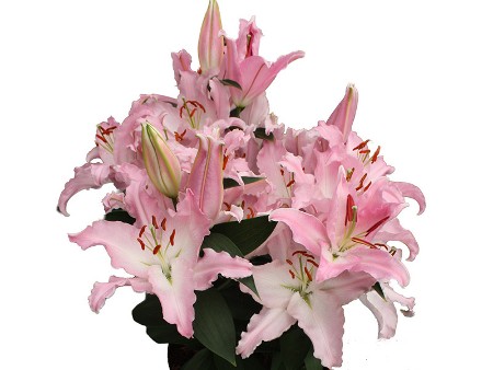 Λιλιουμ Or Avalonia