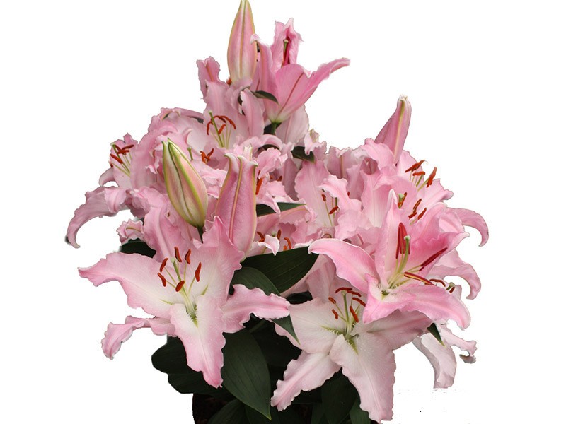 Lilium Or Avalonia