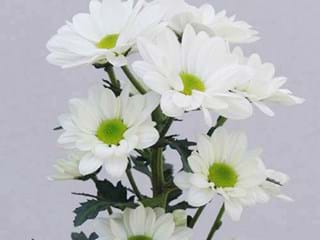 Χρυσάνθεμα Bacardi