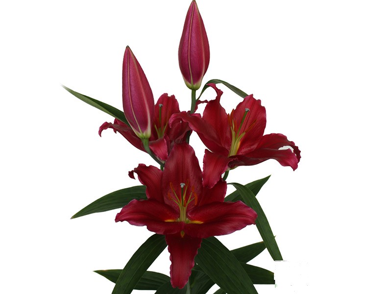 Lilium Or Bacardi