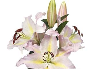 Lilium Or Bamako