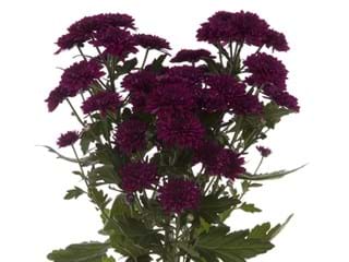 Χρυσάνθεμα Barca 