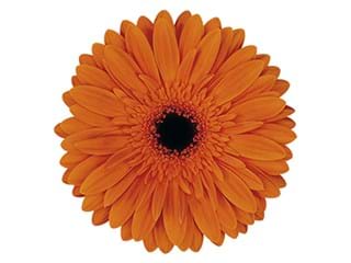 Ζέρμπερες Baron