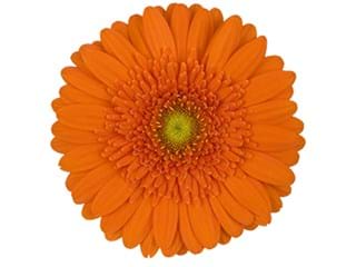 Ζέρμπερες Basha