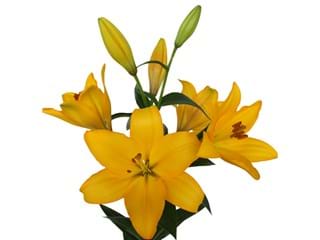 Lilium Az Beau Soleil