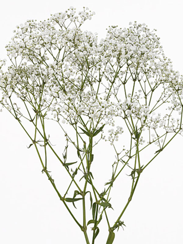 Gypsophila Beauty Bride
