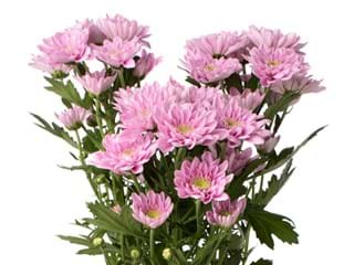 Χρυσάνθεμα Belicia